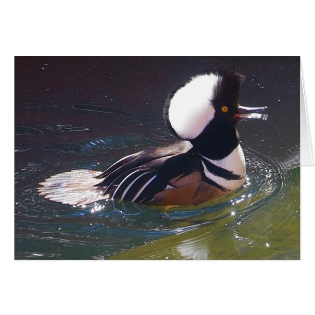 Tarjeta Merganser Hooed (Anverso (Horizontal))