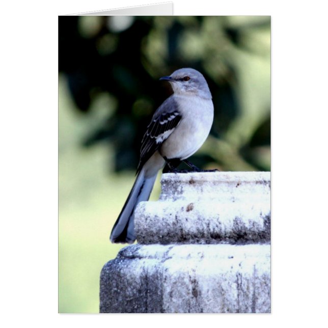 Tarjeta meridional del Mockingbird (Frente)