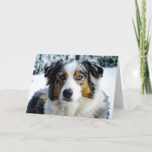 Tarjeta Merle azul Shepherd norteamericano en miniatura