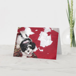 Tarjeta Métete bien - Carta de Cachorro Habanesa