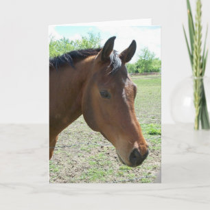 Tarjeta Mi amigo, el caballo