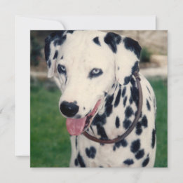 Tarjeta Mi amigo mascota sube tu propia foto personalizada