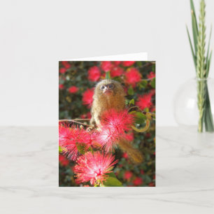 Tarjeta Mico en el Notecards "salvaje"