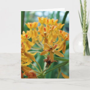 Tarjeta Milkweed