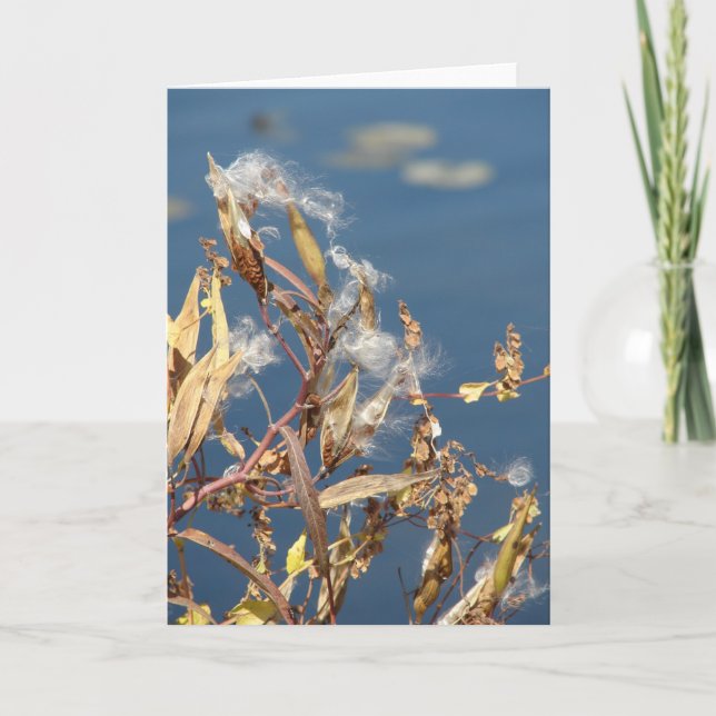Tarjeta Milkweed en la zona natural (Anverso)