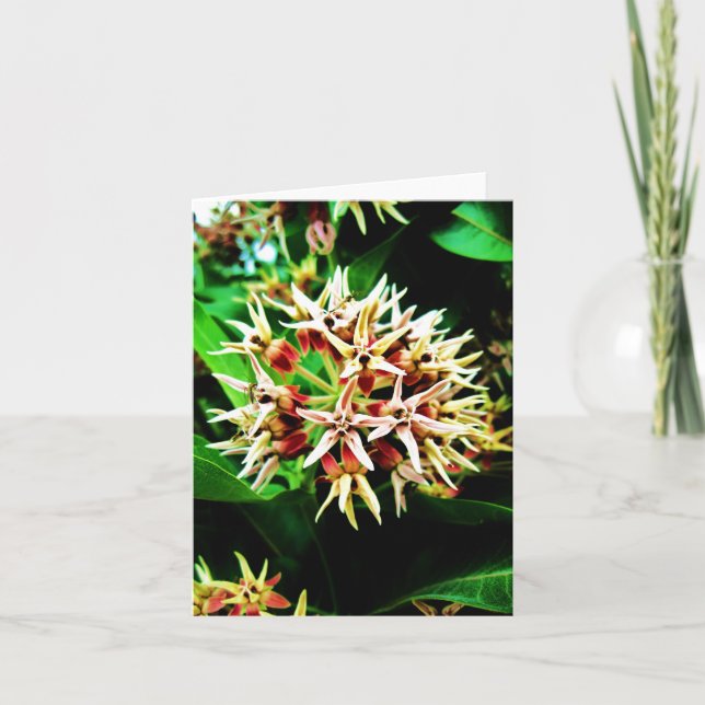 Tarjeta Milkweed Notecard (Anverso)