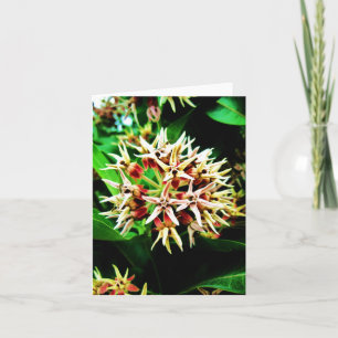 Tarjeta Milkweed Notecard