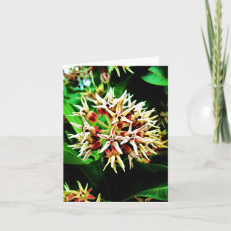 Tarjeta Milkweed Notecard