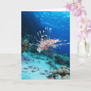 Tarjeta Millas de Lionfish o Pterois, peces de arrecifes o