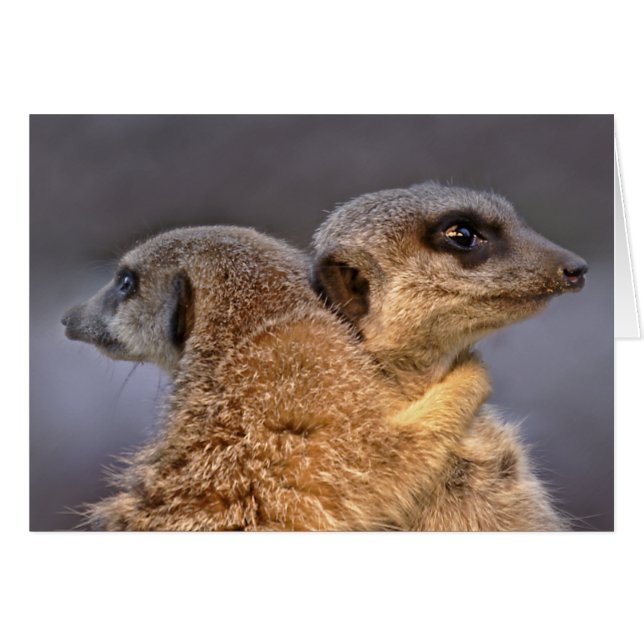 Tarjeta mimosa de Kats (Anverso (Horizontal))