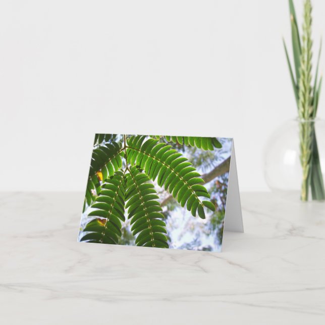 Tarjeta Mimosa Leaves (Anverso)