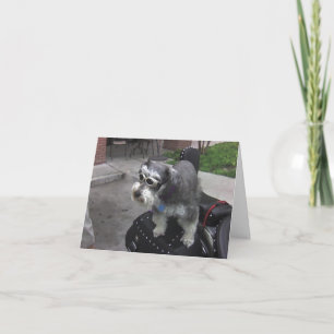 Tarjeta Minature Schnauzer BIKER