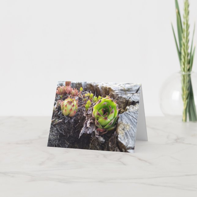 Tarjeta mini cactus en un tronco (Anverso)
