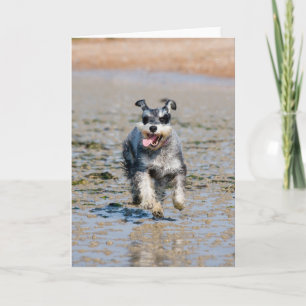 Tarjeta mini schnauzer-run