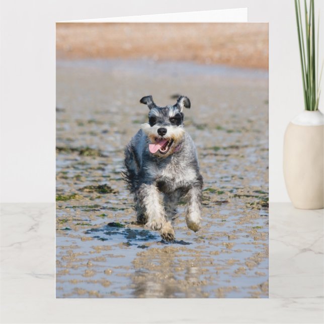 Tarjeta mini schnauzer-run (Anverso)