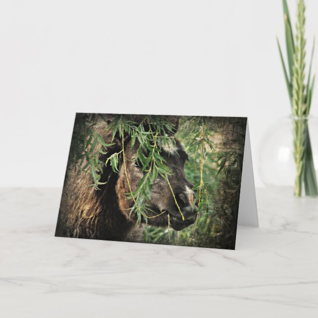 Tarjeta Mini Ser Onery, Cumpleaños (Anverso)