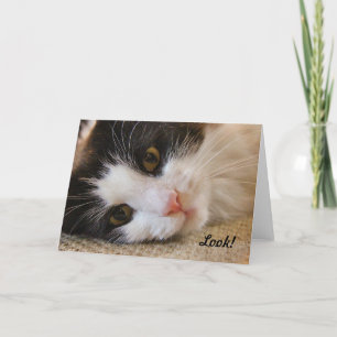 Tarjeta ¡Mira! ¡Este gato desea un cumpleaños feliz!