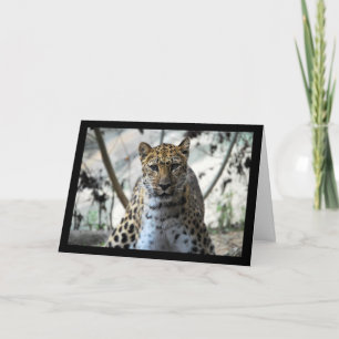 Tarjeta Mirada de leopardo