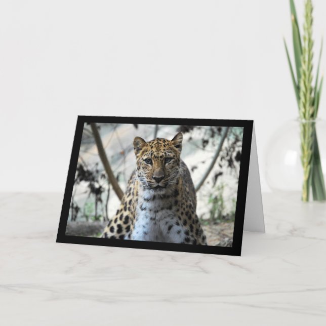 Tarjeta Mirada de leopardo (Anverso)