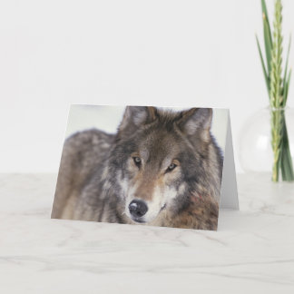 Tarjeta Mirada del lobo