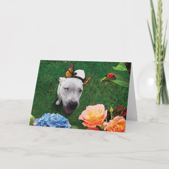Tarjeta Mitzy la Mariposa, perro con alas de mariposa (Anverso)