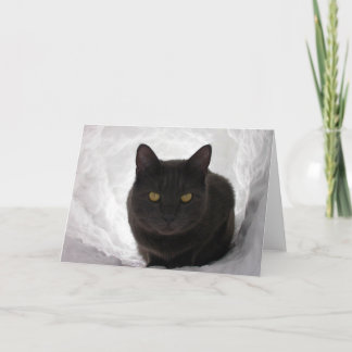 Tarjeta Moby en nieve