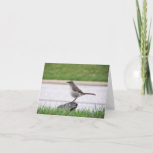Tarjeta Mockingbird
