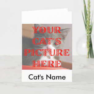 Tarjeta Modificó la foto de su gato para requisitos