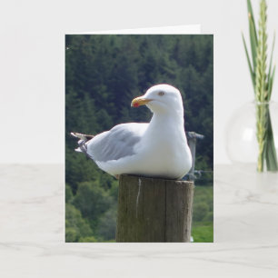 Tarjeta Momento Tranquilo de Vida Silvestre de Gaviota Ami