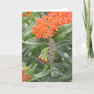 Tarjeta Monarca Catterpillar en mala hierba de mariposa