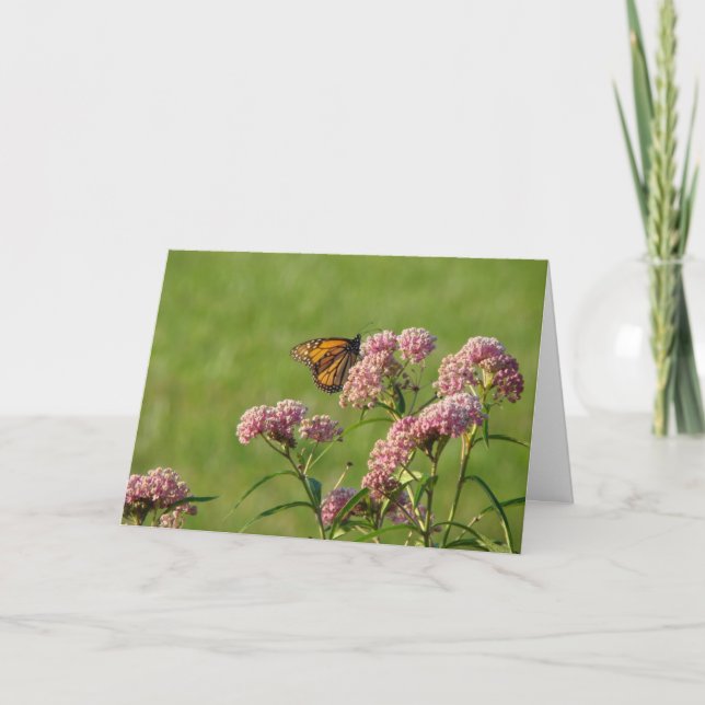 Tarjeta Monarca y Milkweed, cumpleaños (Anverso)
