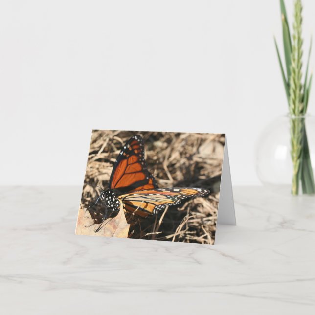Tarjeta Monarch Butterfly Posing Nature Photography Note (Anverso)