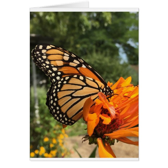 tarjeta monárquica en blanco (Frente)