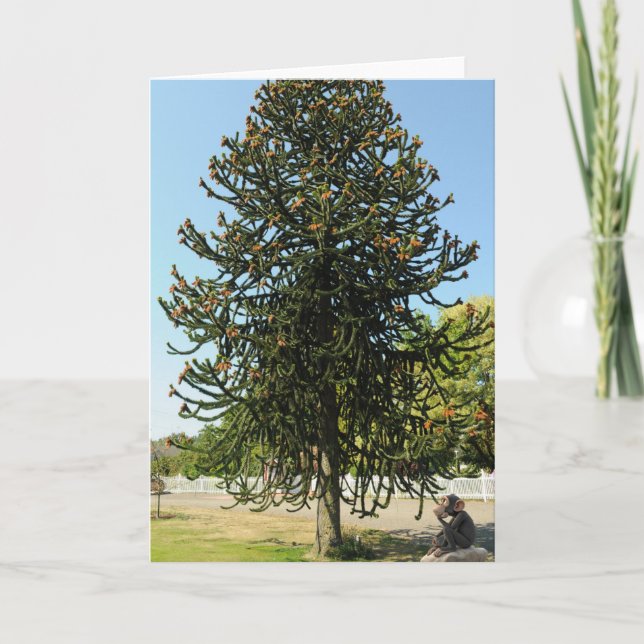 Tarjeta Monkey Puzzled. (Anverso)