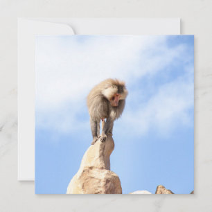 Tarjeta Mono babuino en la cima de una montaña