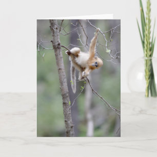 Tarjeta Mono de nariz desnuda en ramas de árbol