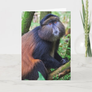 Tarjeta Mono Dorado, Ruanda
