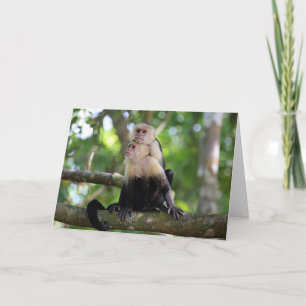 Tarjeta Monos capuchinos