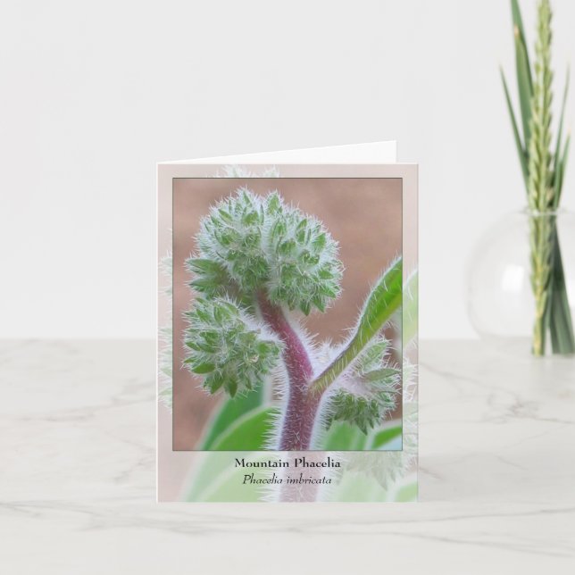 Tarjeta Montaña Phacelia - Notecard nativo (Anverso)