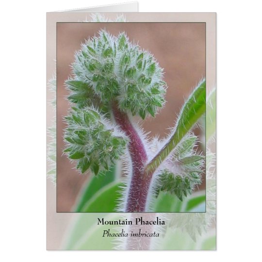 Tarjeta Montaña Phacelia - Notecard nativo