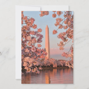 Tarjeta Monumento a Washington con flores de cerezo