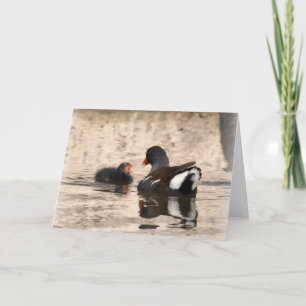 Tarjeta Moorhen y Chick