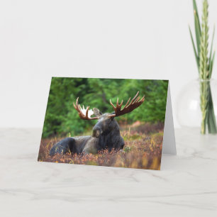 Tarjeta Moose