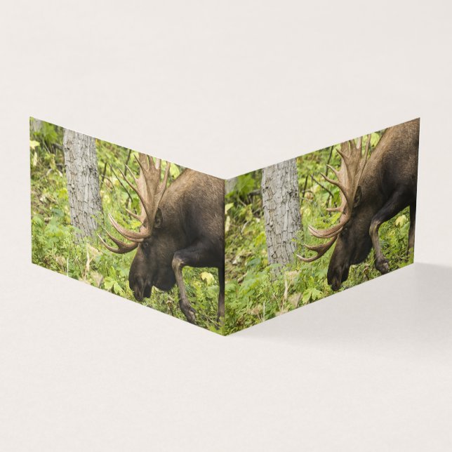 Tarjeta Moose de significación (Exterior)