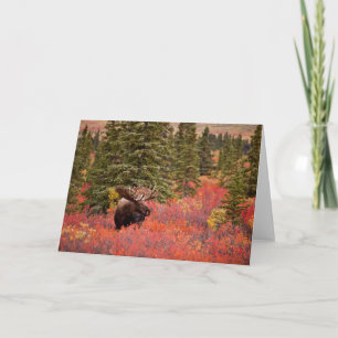 Tarjeta Moose De Toro De pie en Birch Enano Rojo