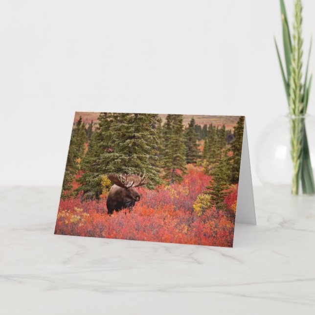 Tarjeta Moose De Toro De pie en Birch Enano Rojo (Anverso)