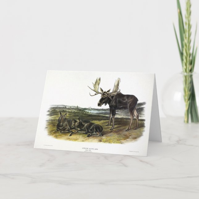 Tarjeta Moose Deer (Moose - Alces alces) de Audubon (Anverso)