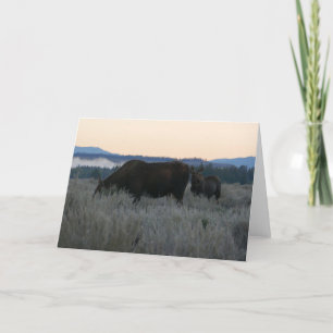 Tarjeta Moose Grazing al amanecer en Grand Teton