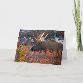 Tarjeta Moose in the Mornin