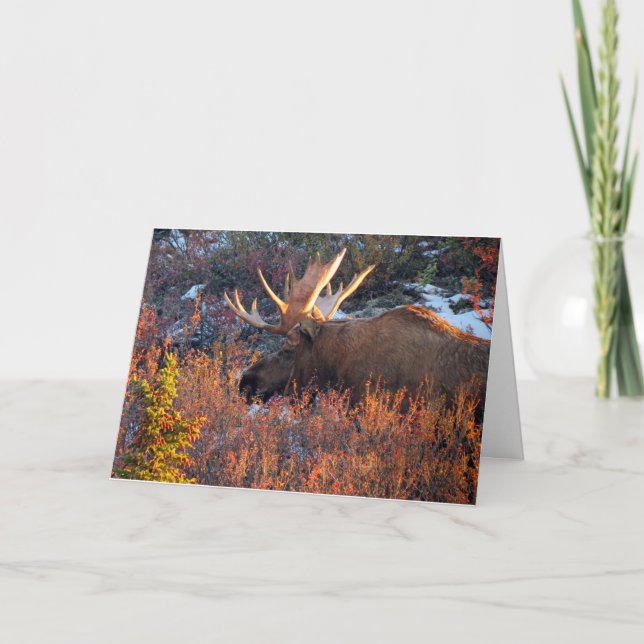 Tarjeta Moose in the Mornin (Anverso)